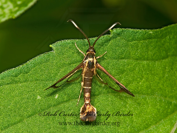Synanthedon  CLEARWING MOTH 8022895z