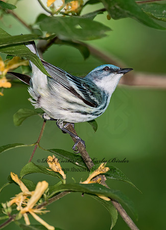 Setophaga cerulea  CERULEAN WARBLER 9023051z