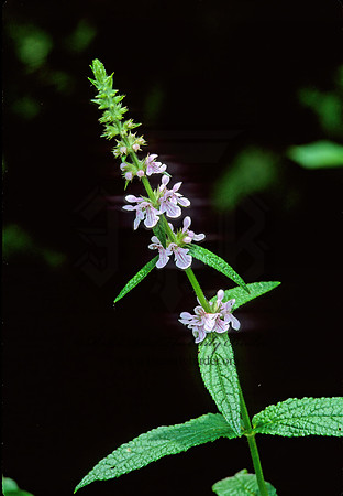 Stachys tenuiflora  HEDGE NETTLE 206633z