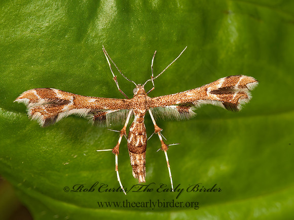 Geina periscelidactyla or sheppardi  PLUME MOTH 3015514z