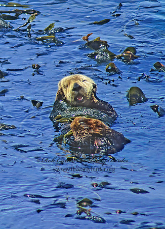 Enhydra lutris nereis  SOUTHERN SEA OTTER 128817 z