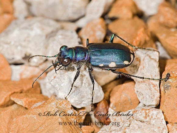 Cicindela scutellaris lecontei 8017753z