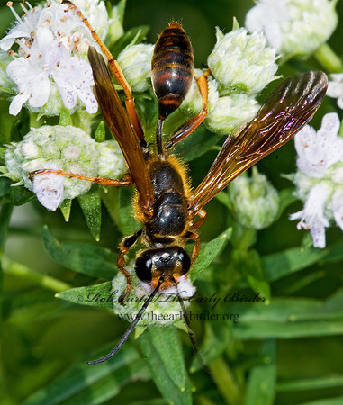 Isodontia elegans 6009239z