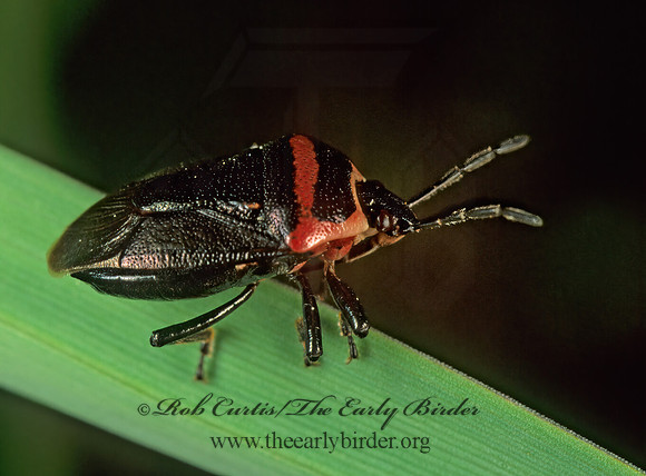 Perillus exaptus 243607z