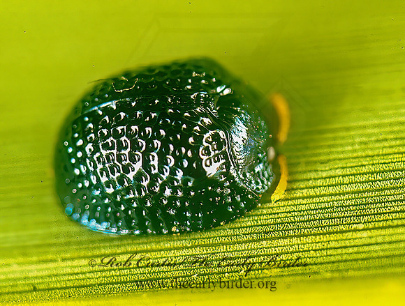 Haemisphaerota cyanea TORTOISE BEETLE 248733z