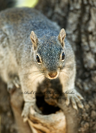 Sciurus arizonensis  ARIZONA GRAY SQUIRREL 5006132z