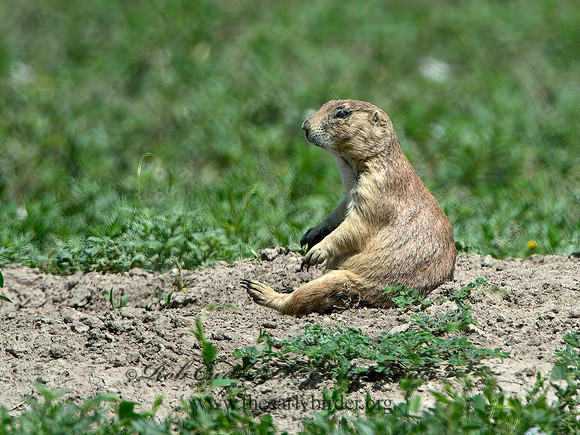 Cynomys ludovicianus  BLACK-TAILED PRAIRIE DOG 9061574z