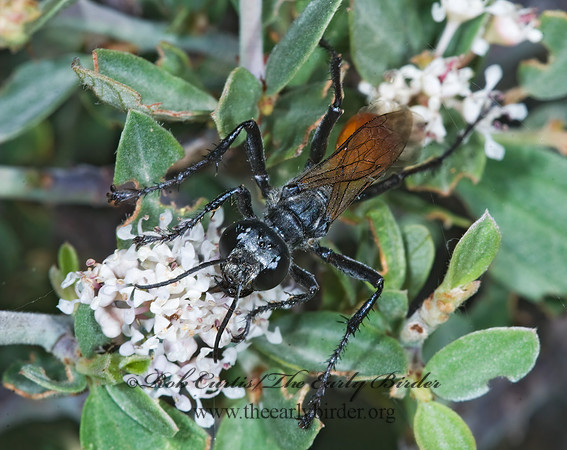 Prionyx parkeri or thomae 7009871z