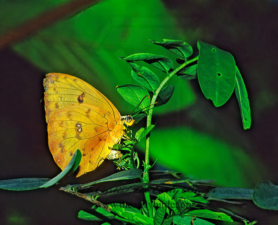 Phoebis philea  ORANGE-BARRED SULPHUR 18605 z
