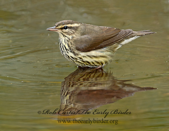 Parkesia noveboracensis  NORTHERN WATERTHRUSH 90043491z
