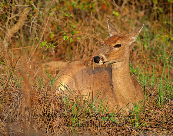 Odocoileus virginianus  WHITE-TAILED DEER 47626z