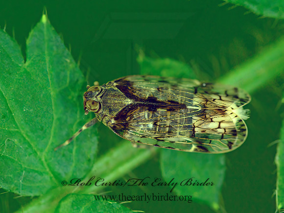 Xenoliarus placitus CIXIID PLANTHOPPER 1303496z