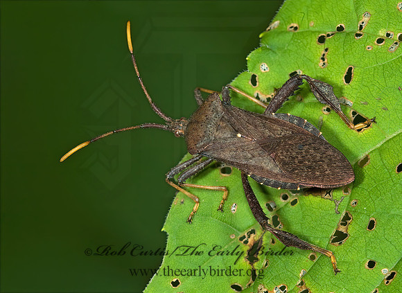 Acanthocephala terminalis 5013001z