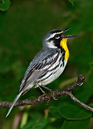 Setophaga dominica  YELLOW-THROATED WARBLER 8022662z