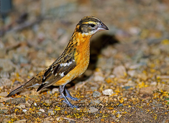 Pheucticus melanocephalus  BLACK HEADED GROSBEAK 74720z