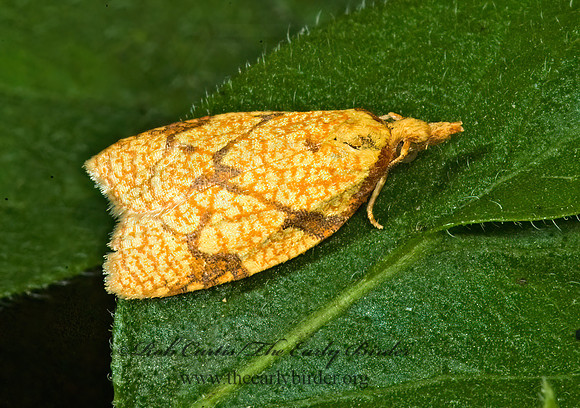 Sparganothis reticulatana RETICULATED FRUITWORM MOTH 5012509z