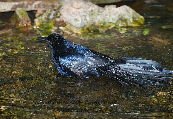 Quiscalus mexicanus  GREAT-TAILED GRACKLE 7005245z