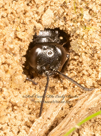 Astata unicolor CRABRONID WASP 9080880z