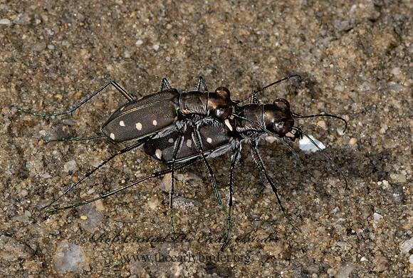 Cicindelidia ocellata  OCELLATED TIGER BEETLE 3033180z