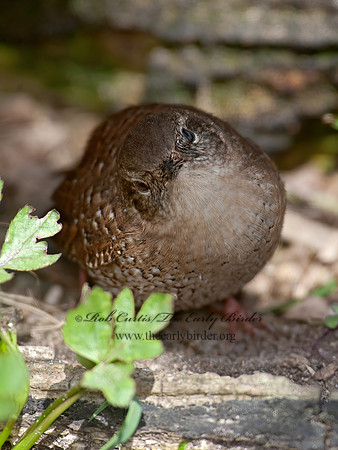 Troglodytes hiemalis  WINTER WREN 8033921z