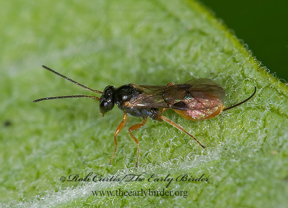 Tersilochinae 6014659z