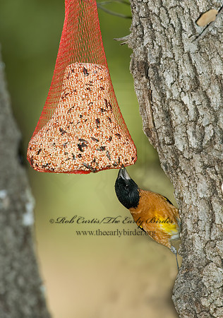 Pheucticus melanocephalus  BLACK HEADED GROSBEAK 5006111z