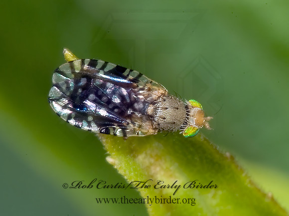 Euaresta bella FRUIT FLY 4003365z