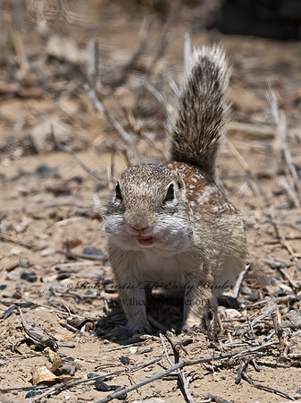 Ictidomys parvidens  RIO GRANDE GROUND SQUIRREL 3033710z