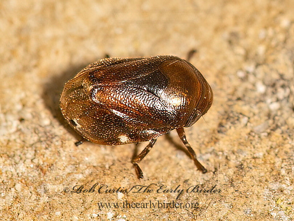 Clastoptera xanthocephala  SUNFLOWER SPITTLEBUG 9052532z