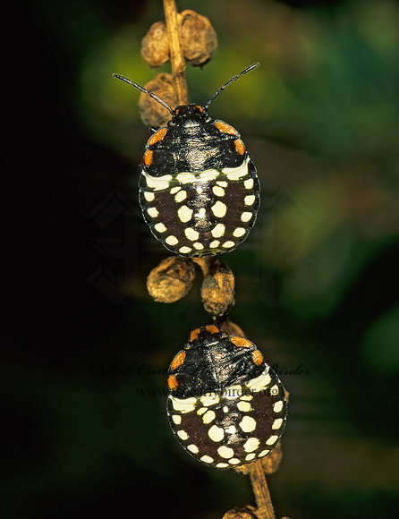 Nezara viridula 201126z