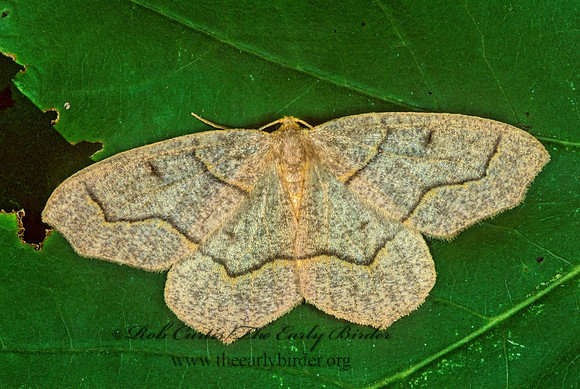 Lambdina fiscellaria HEMLOCK LOOPER 1275832z