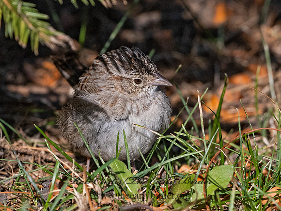 Peucaea cassinii  CASSIN'S SPARROW 3027627