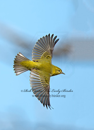 Leiothlypis peregrina  TENNESSEE WARBLER 9024527z