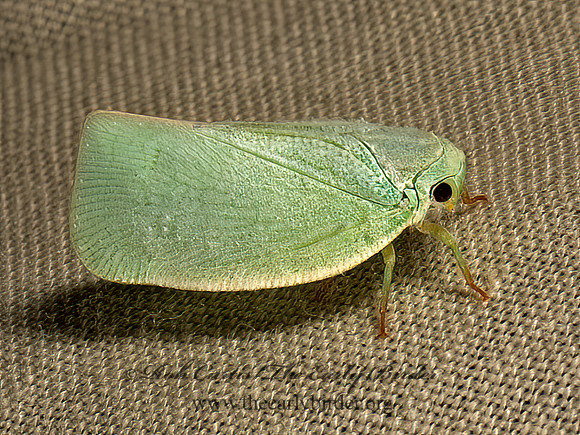 Flatormenis proxima  NORTHERN FLATID PLANTHOPPER 9049408z