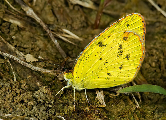 Pyrisitia lisa  LITTLE YELLOW 5014307z