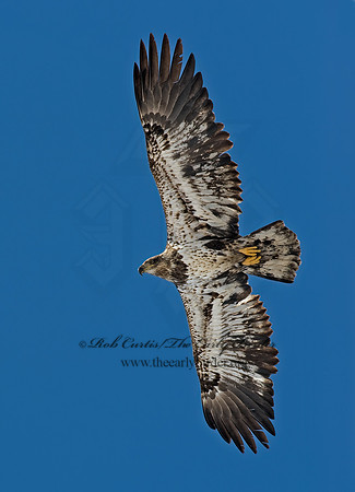 Haliaeetus leucocephalus  BALD EAGLE 8000328z