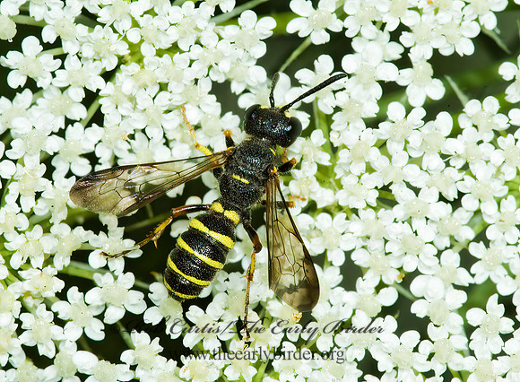 Cerceris  WEEVIL WASP 5012603z