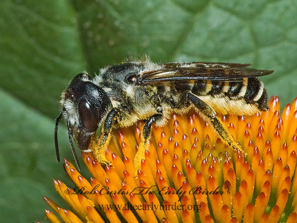 Megachile (Sayapis) 5011408z