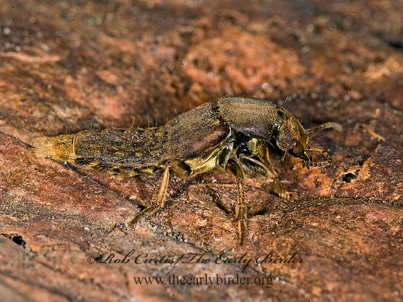 Platydracus maculosus 8015448z