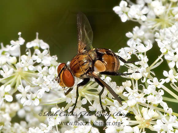 Gymnoclytia occidua  TACHINID FLY 3022911z