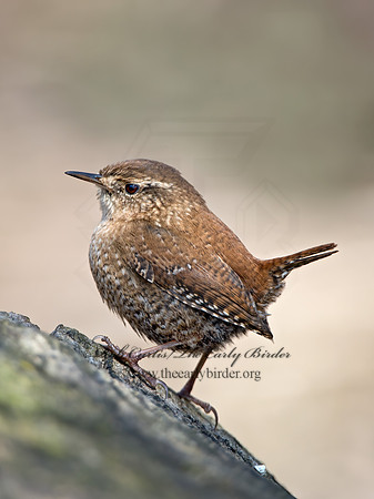 Troglodytes hiemalis  WINTER WREN 9028250z