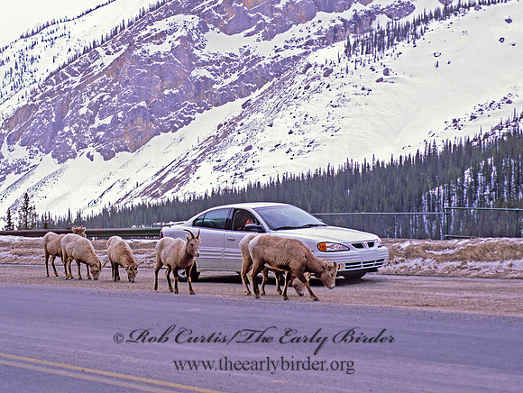 Ovis canadensis  BIGHORN SHEEP 216228z