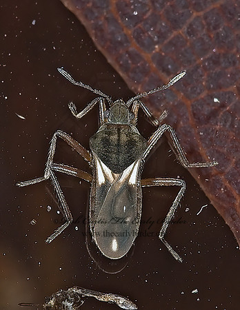 Microvelia signata  SMALLER WATER STRIDER 6026199z