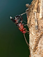 Chirotica PHYGADEUONTINI ICHNEUMON 9049630z