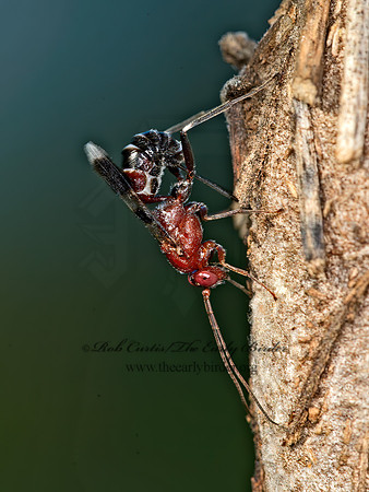 Chirotica  PHYGADEUONTINI ICHNEUMON 9049630z