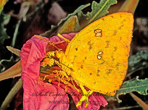 Phoebis philea  ORANGE-BARRED SULPHUR 122426 z