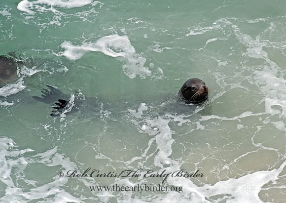 Zalophus californianus  CALIFORNIA SEA LION 8019576z