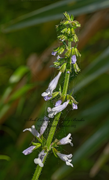 Salvia lyrata  LYRELEAF SAGE 3028221z