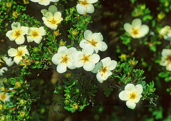 Dasiphora fruiticosa  SHRUBBY CINQUEFOIL 281718z