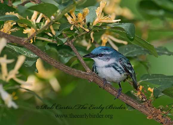 Setophaga cerulea  CERULEAN WARBLER 9023041z